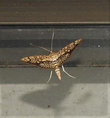 Haritalodes obliqualis