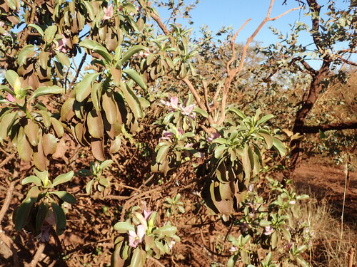 Image of Eremophila fraseri by (c) Hugo Innes, some rights reserved (CC BY)
