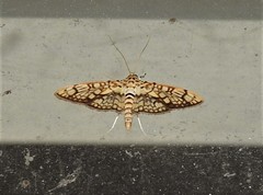 Haritalodes obliqualis