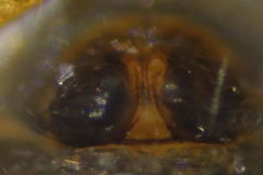 Diplocephalus graecus