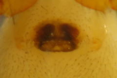 Walckenaeria corniculans