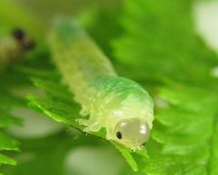 Strongylogaster mixta