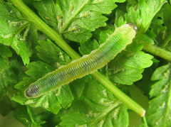 Strongylogaster mixta