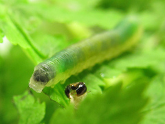 Strongylogaster mixta