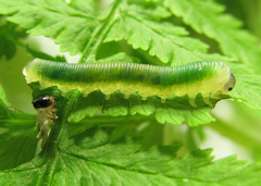 Strongylogaster mixta