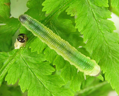 Strongylogaster mixta