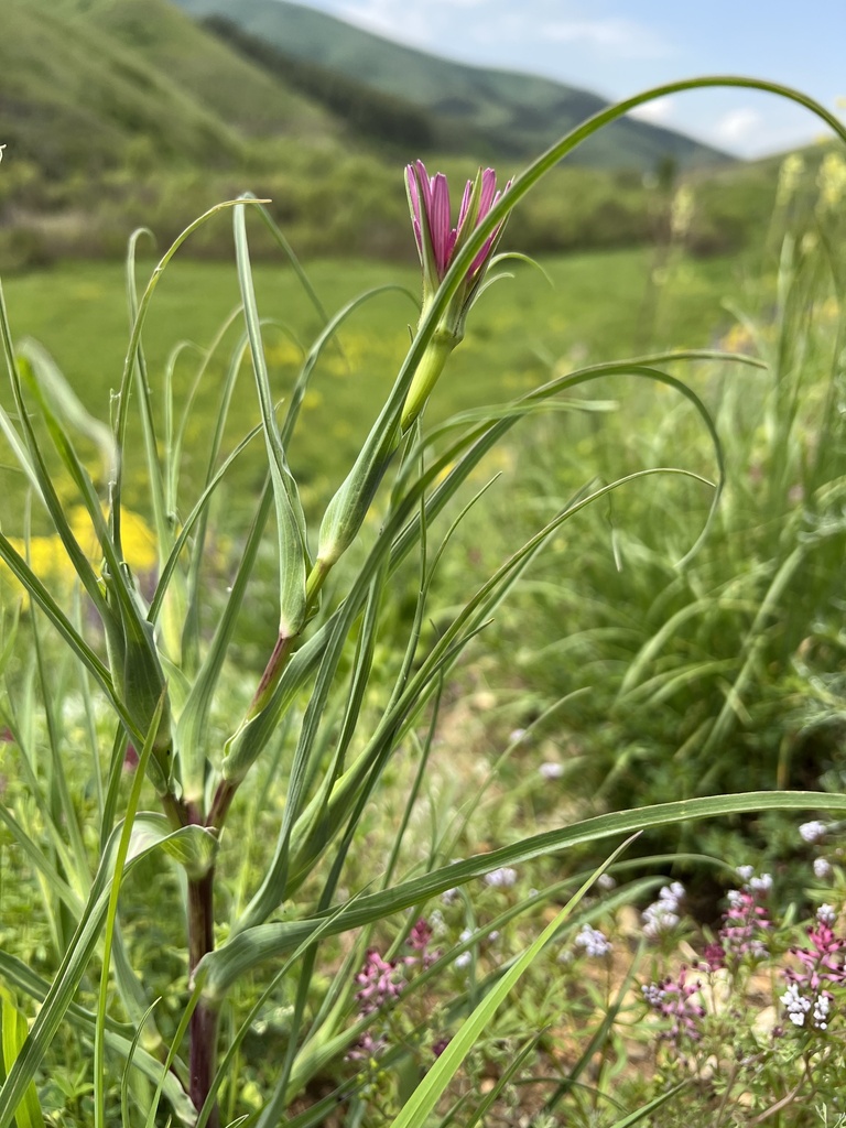 Tragopogon armeniacus