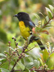 Bangsia melanochlamys