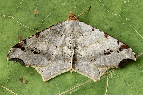 Sharp-angled Peacock Moth, photo 4 of 8
