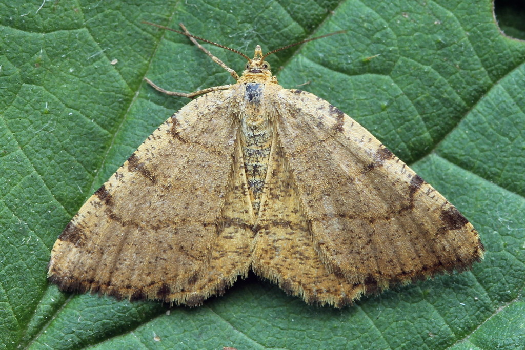 Rannoch Looper Moth and Allies