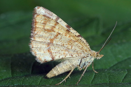 Rusty Speranza Moth