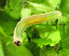 Strongylogaster mixta