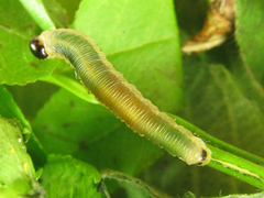 Strongylogaster mixta