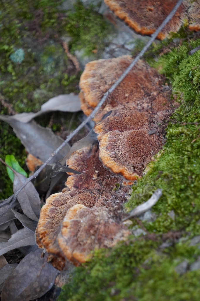 Fuscoporia gilva · June 2023 · photo: © lancepants (iNaturalist, cc-by)