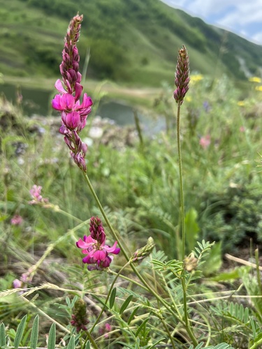 Onobrychis altissima