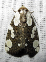 Mudaria major