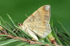 Macaria liturata