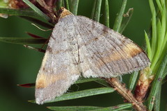Macaria liturata