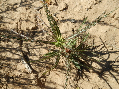 Xysmalobium gomphocarpoides