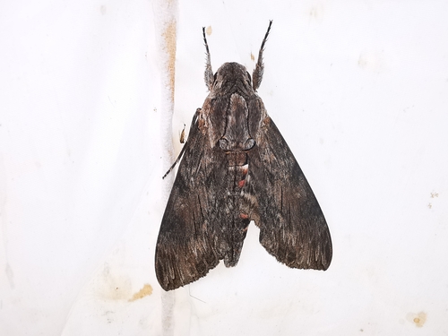Convolvulus Hawkmoth