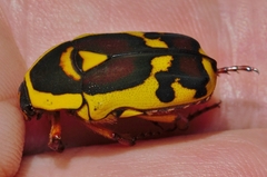 Pachnoda discolor