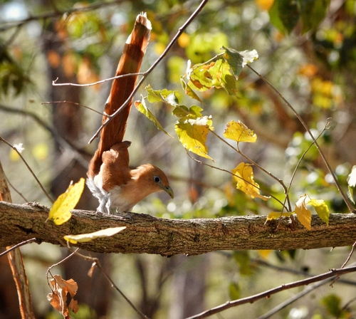 Mexican Squirrel Cuckoo (Piaya mexicana), photo 2