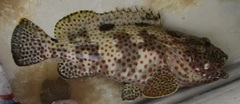 Epinephelus adscensionis
