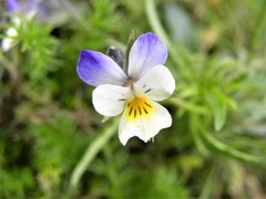 Bracteolatae