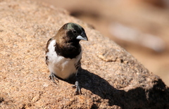 Spermestes cucullata scutata