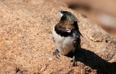 Spermestes cucullata scutata