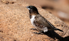 Spermestes cucullata scutata