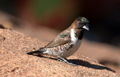 Spermestes cucullata scutata