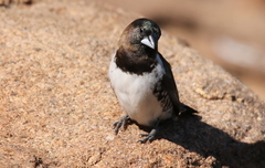 Spermestes cucullata scutata