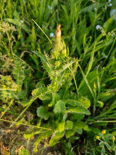 mlieč drsný (Sonchus asper)