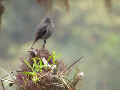 Contopus fumigatus