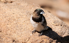 Spermestes cucullata scutata