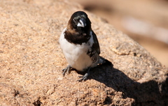 Spermestes cucullata scutata