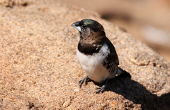 Spermestes cucullata scutata