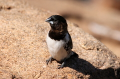 Spermestes cucullata scutata