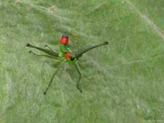 Paramastax rosenbergi