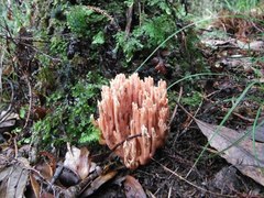 Ramaria samuelsii
