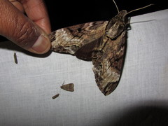 Psilogramma discistriga