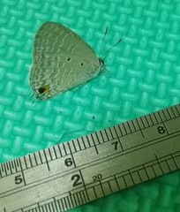 Catochrysops panormus