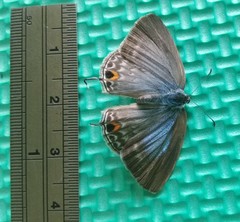 Catochrysops panormus