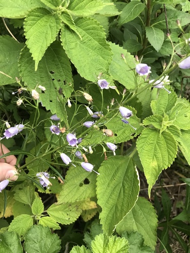 Image of Adenophora triphylla by no rights reserved