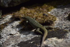 Archaeolacerta bedriagae