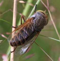 Atylotus palus