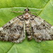 Barred Carpet - Photo (c) Andrey Ponomarev, some rights reserved (CC BY-NC), uploaded by Andrey Ponomarev