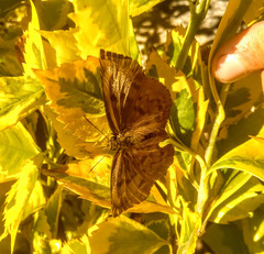 Achlyodes