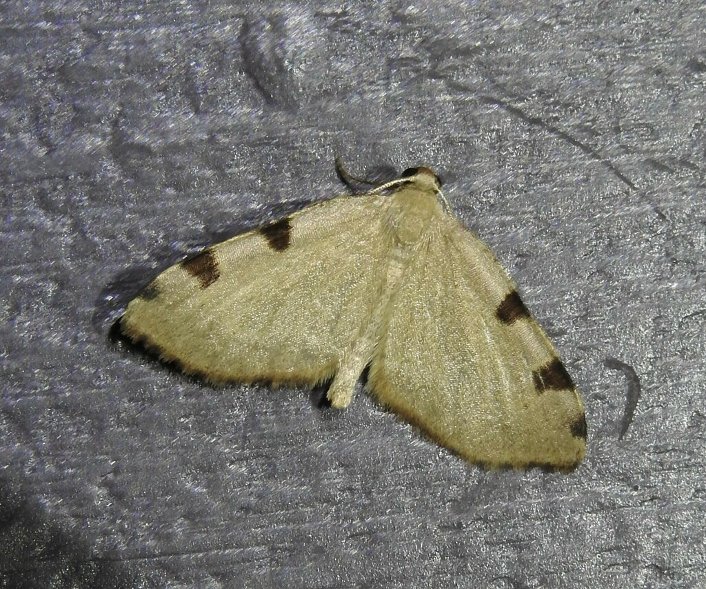 Three-spotted Fillip from Town of Rockingham, VT, USA on June 12, 2023 ...